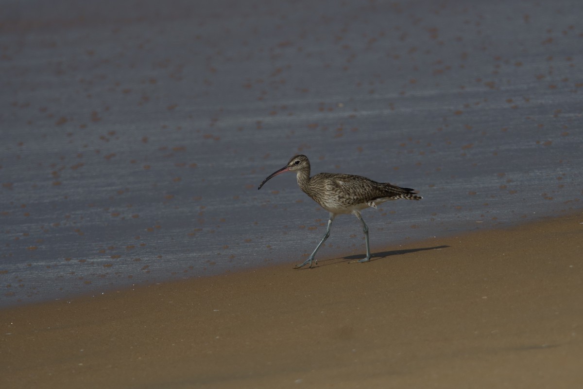 Eurasian Whimbrel - ML646890300