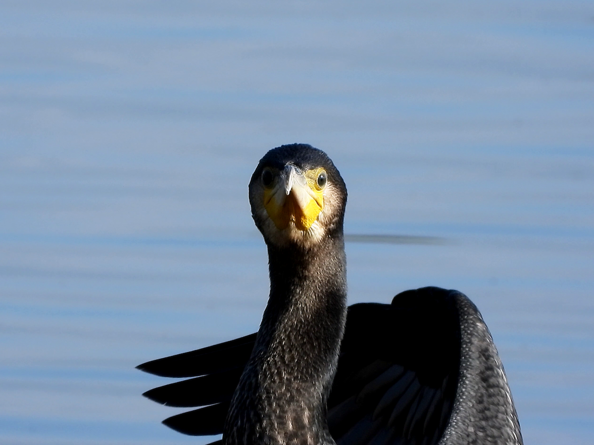 Great Cormorant - ML646890301