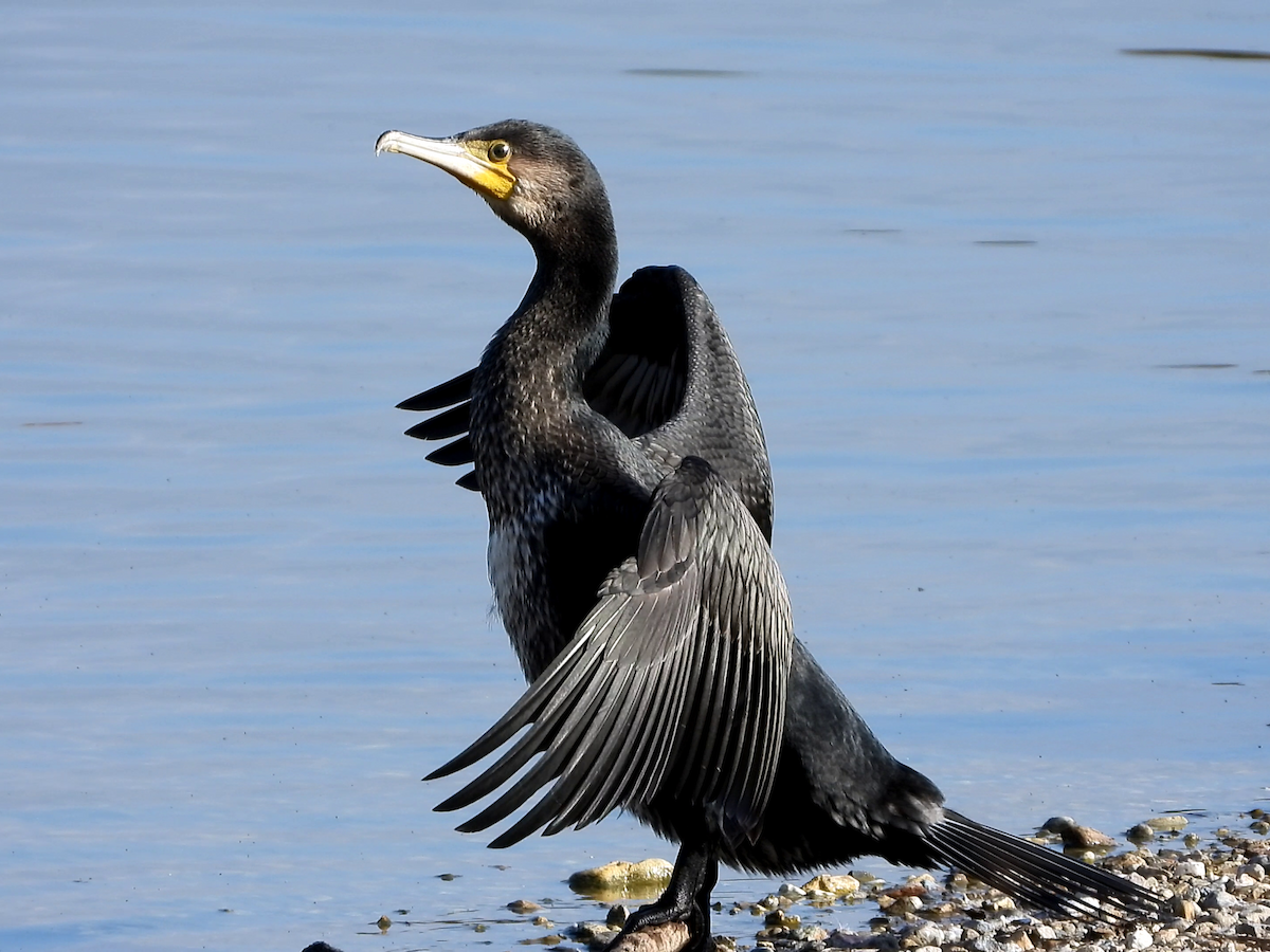 Great Cormorant - ML646890302