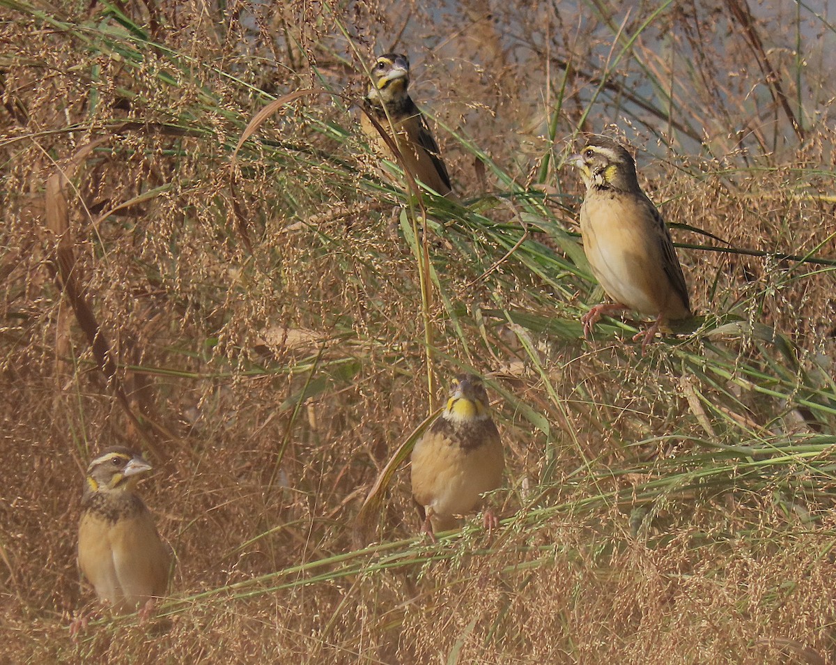 Black-breasted Weaver - ML646890303