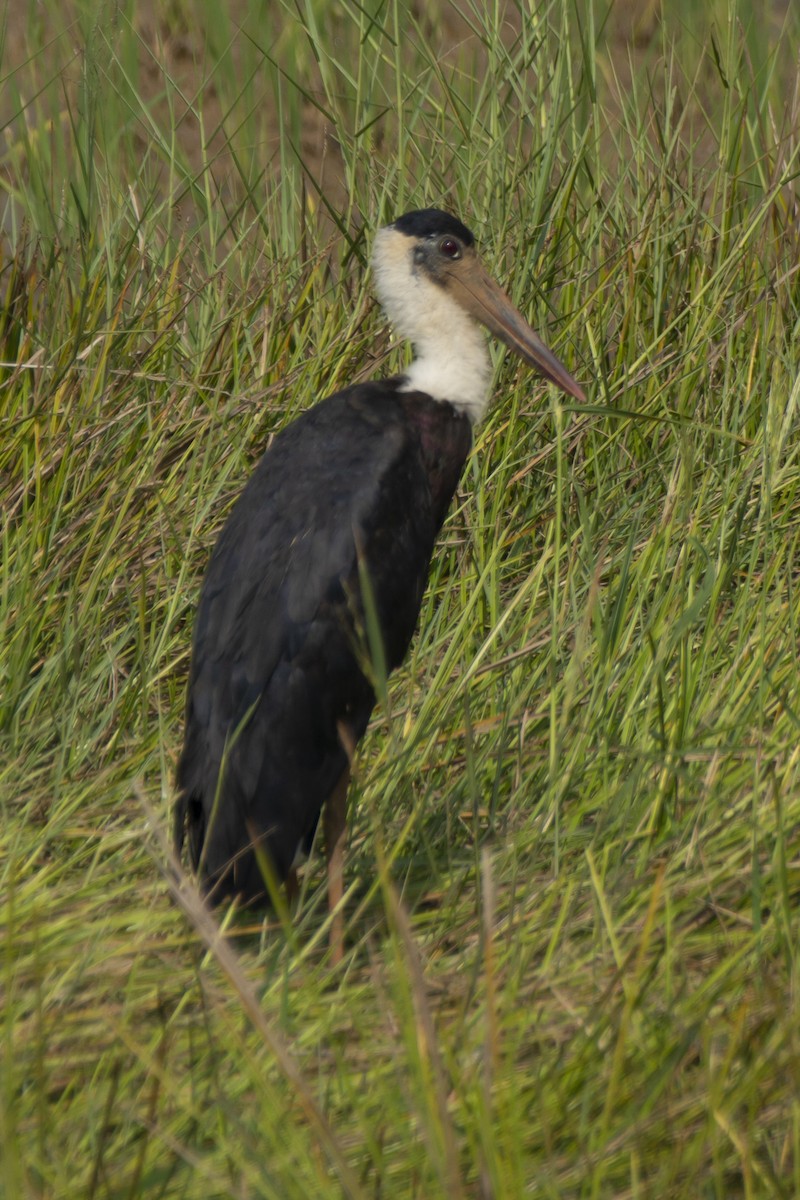 Asian Woolly-necked Stork - ML646890304