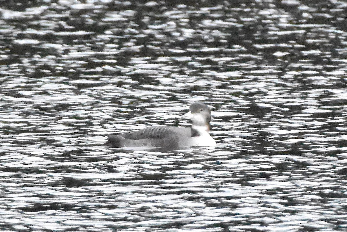 Common Loon - ML646890305