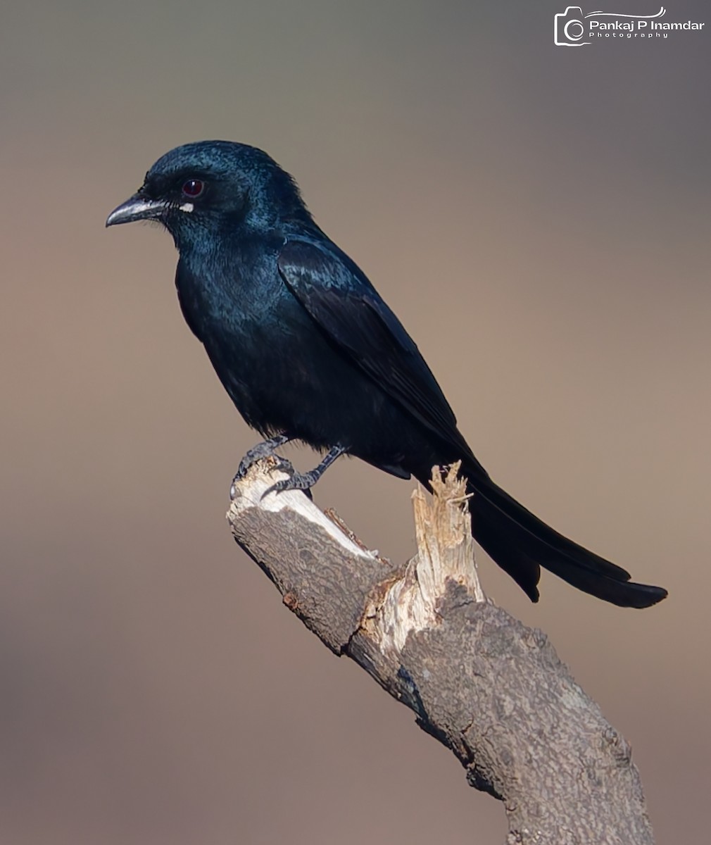 Black Drongo - ML646890306