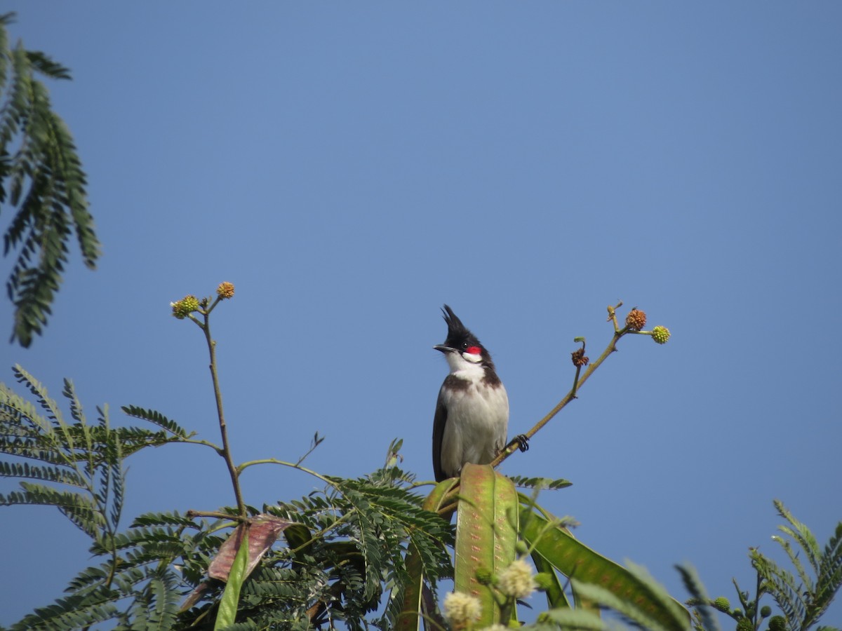 Red-whiskered Bulbul - ML646890307