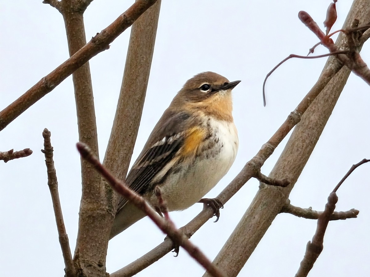 Yellow-rumped Warbler - ML646890308