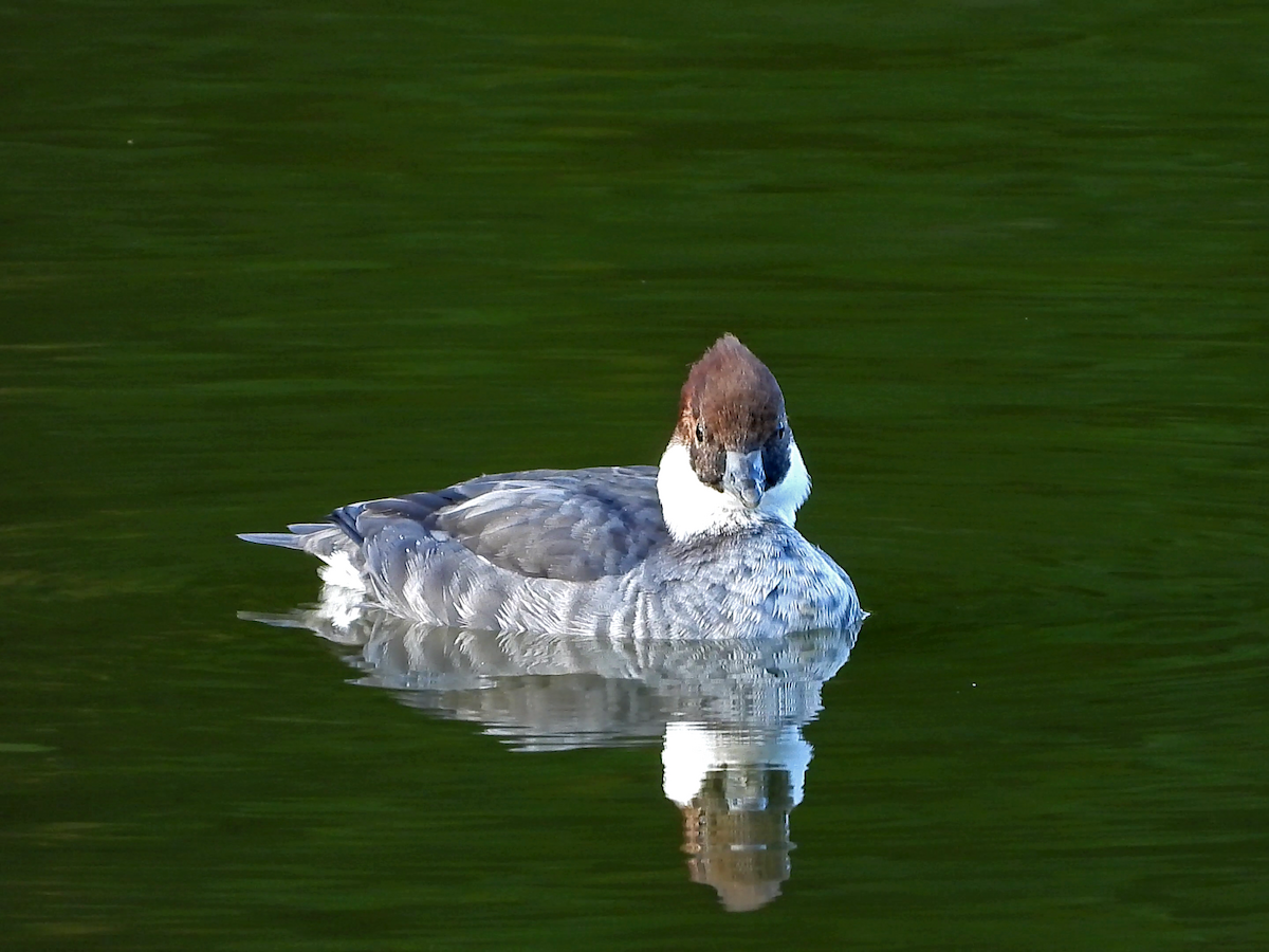 Smew - ML646890309