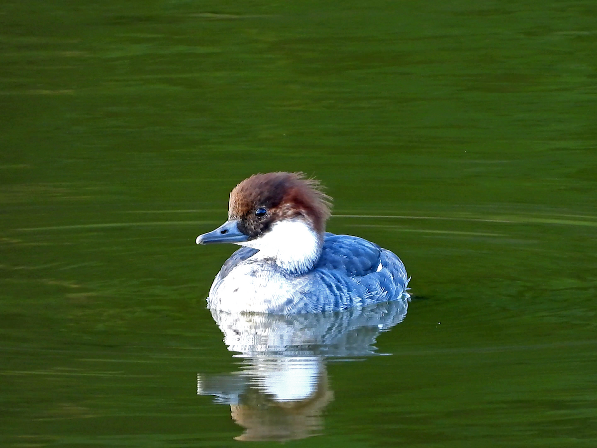 Smew - ML646890310