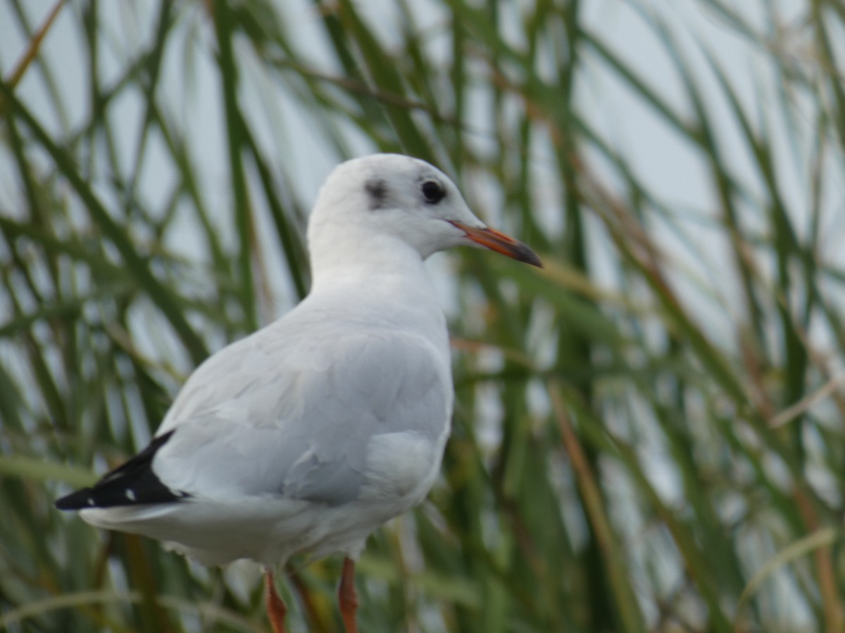 Black-headed Gull - ML646890311