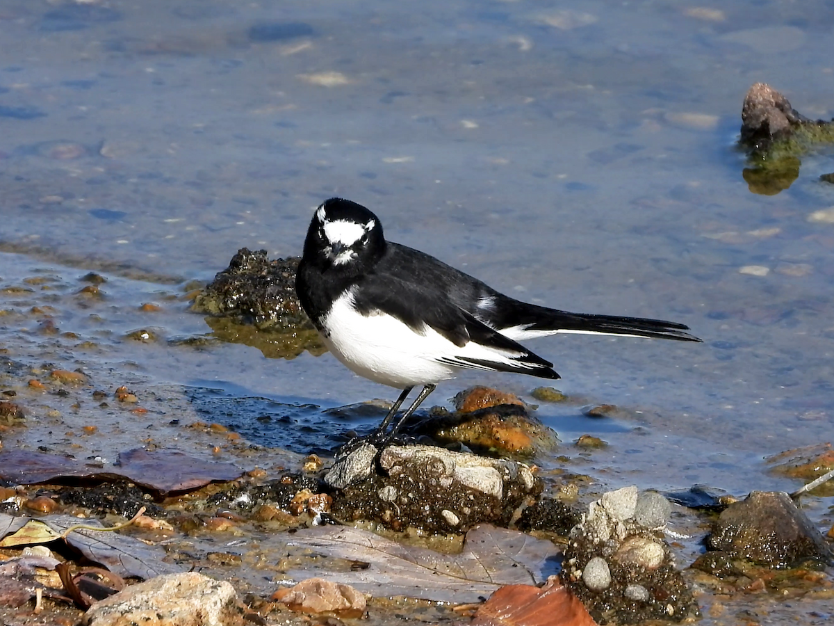 Japanese Wagtail - ML646890313