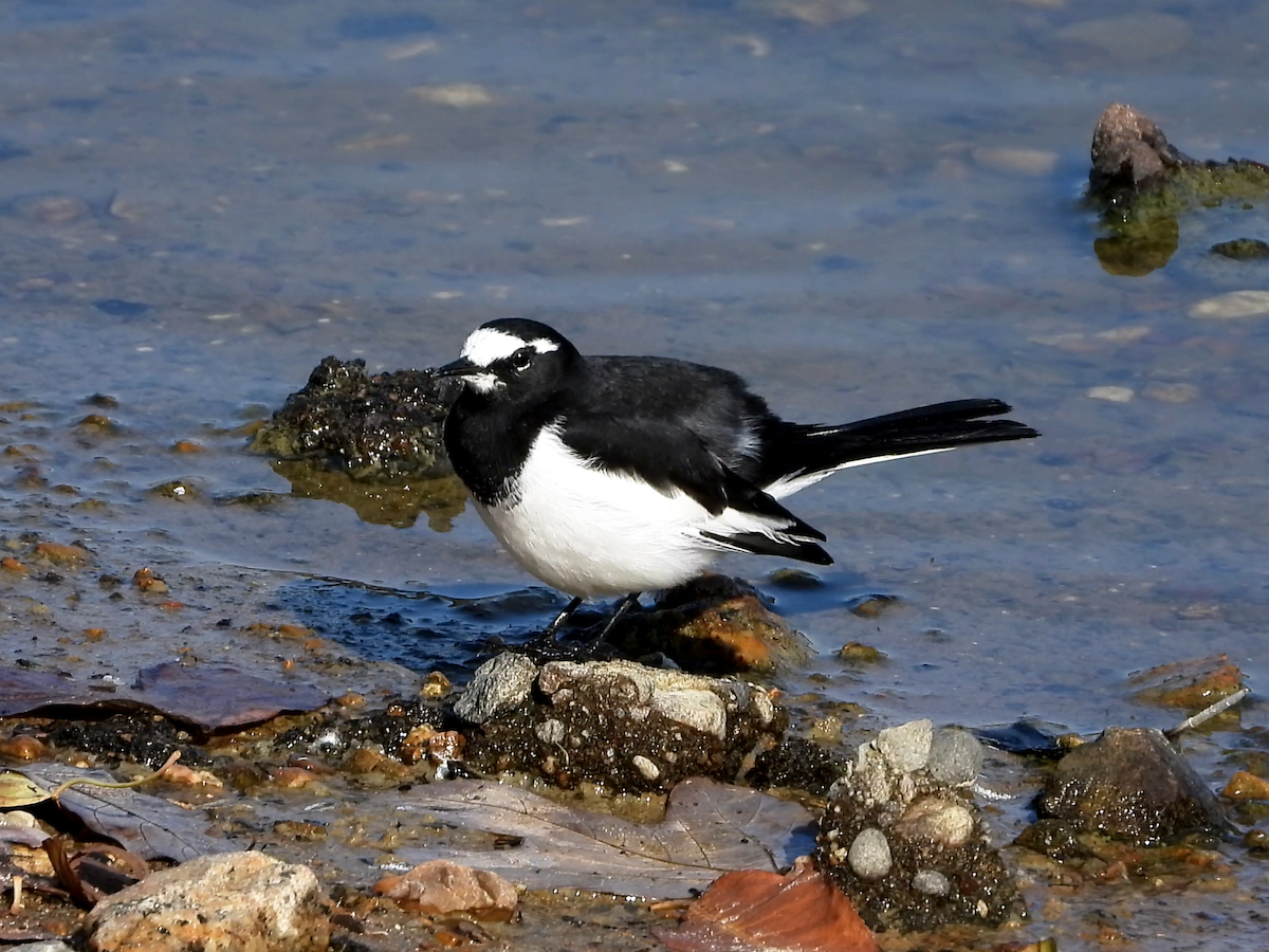 Japanese Wagtail - ML646890314