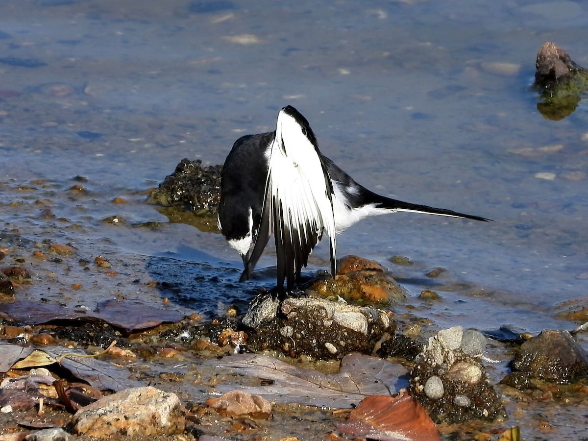 Japanese Wagtail - ML646890315