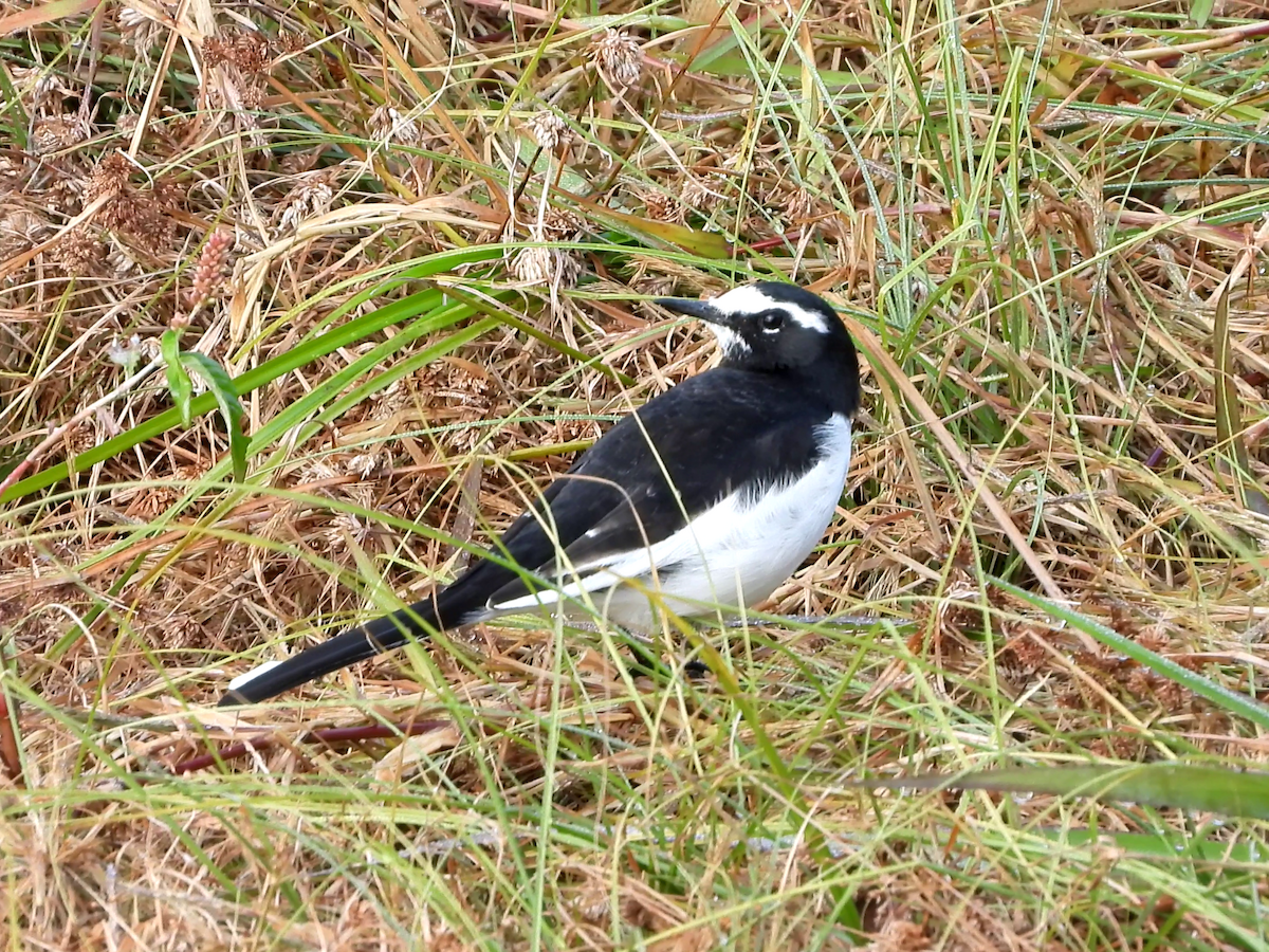 Japanese Wagtail - ML646890316