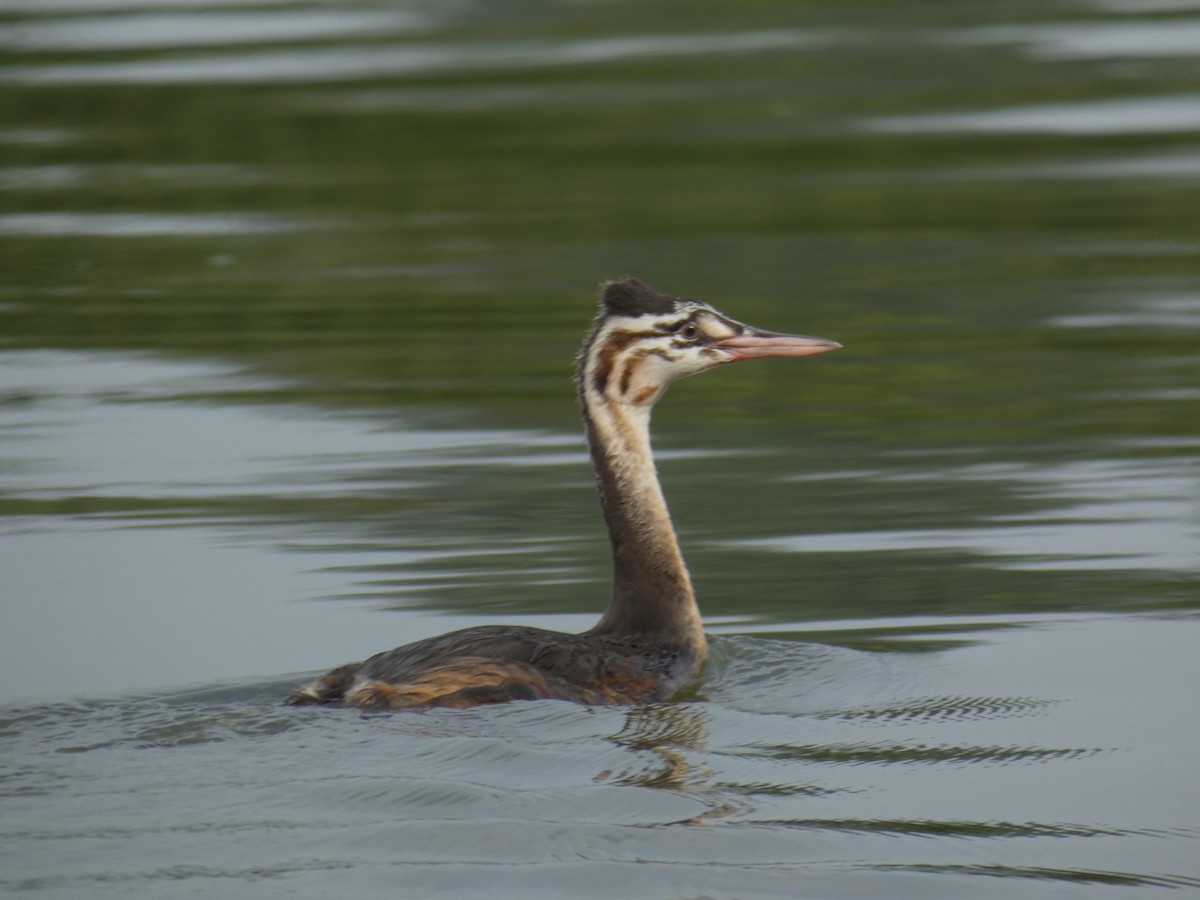 Great Crested Grebe - ML646890329