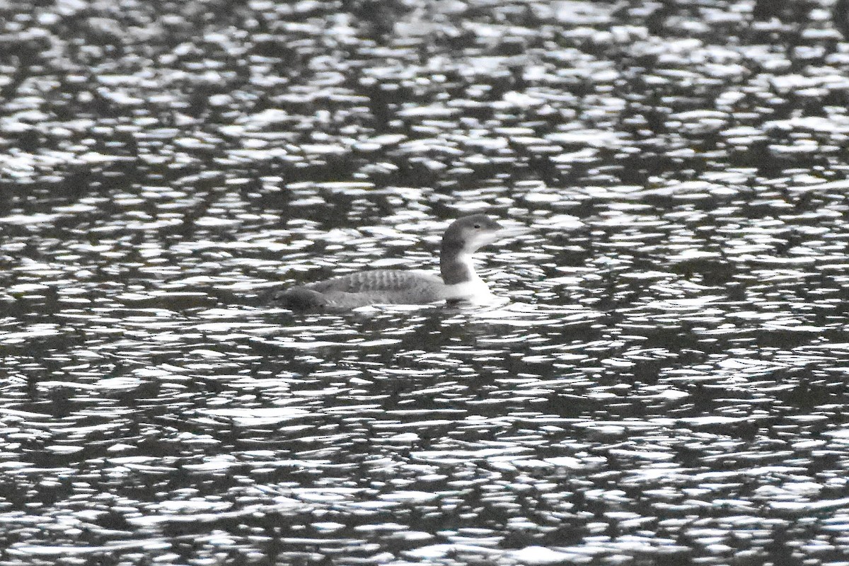 Common Loon - ML646890332