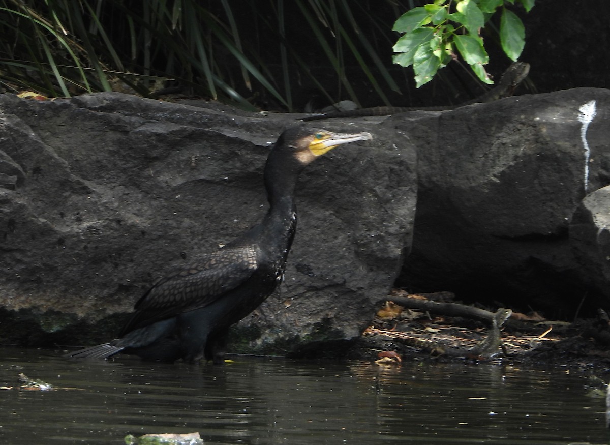 kormorán velký - ML646890337