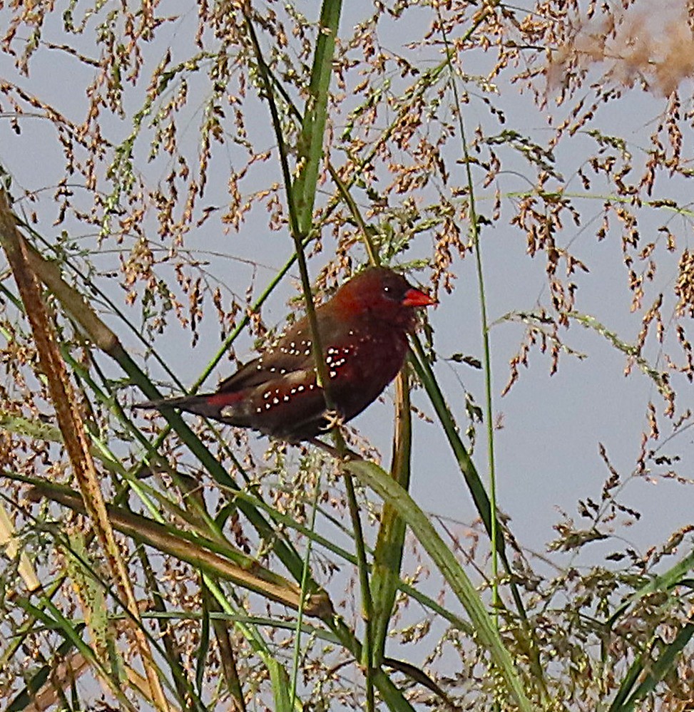 Red Avadavat - ML646890340