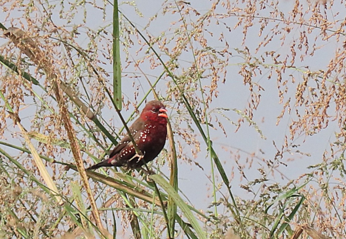 Red Avadavat - ML646890341