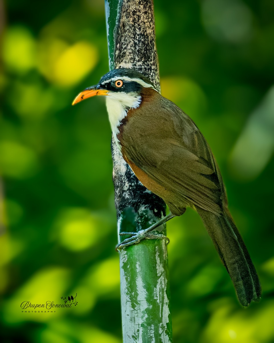 Himalajasäbler - ML646890342