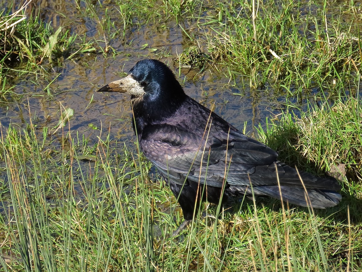 Saatkrähe - ML646890343