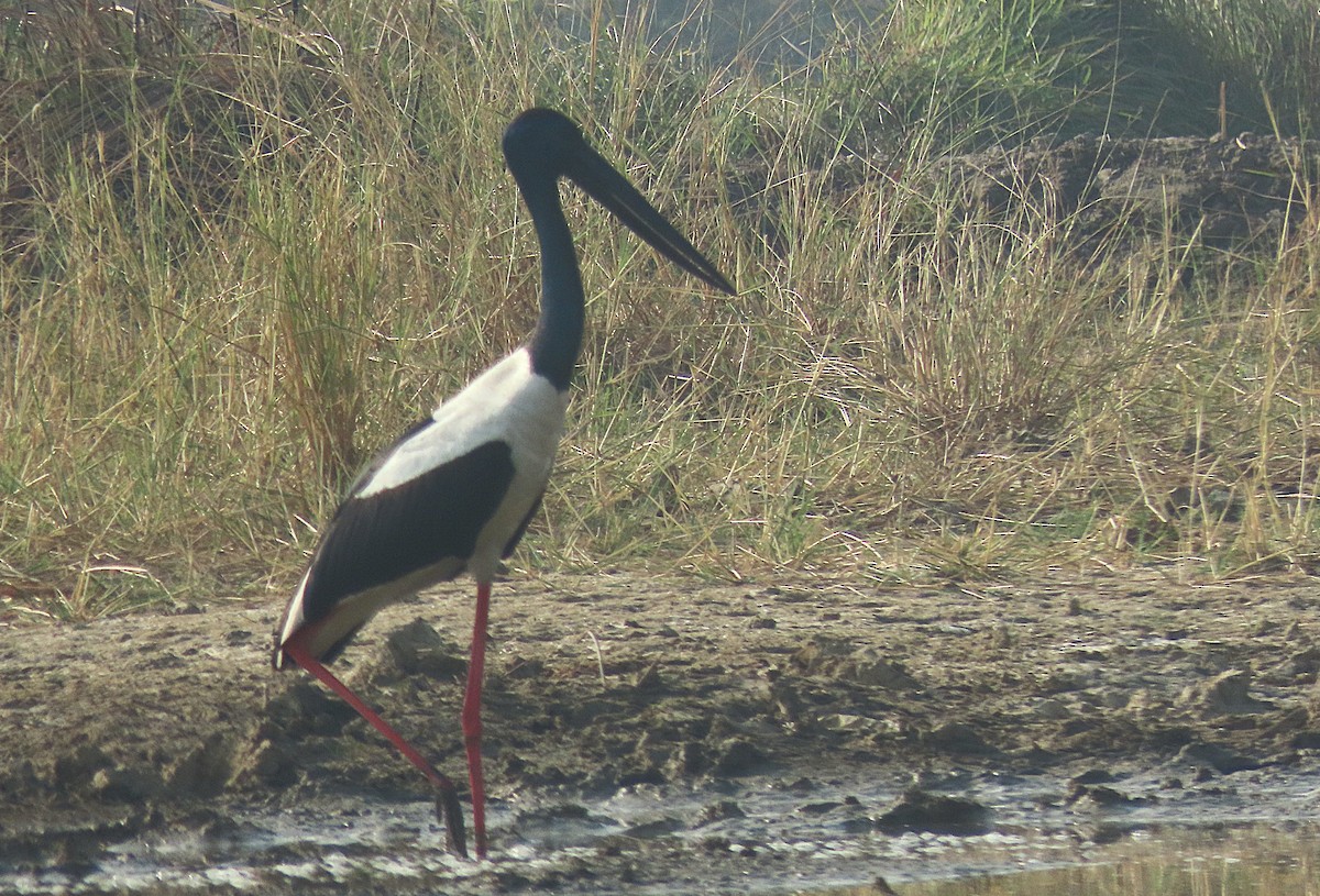 Black-necked Stork - ML646890344