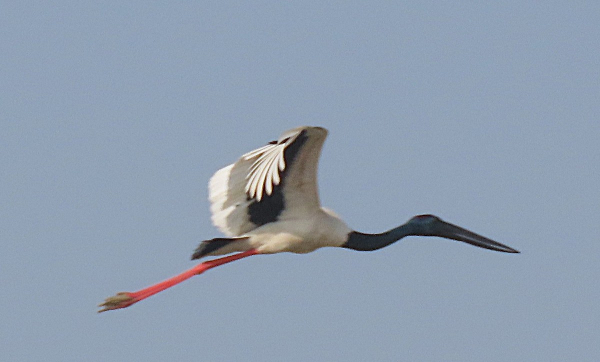 Black-necked Stork - ML646890348