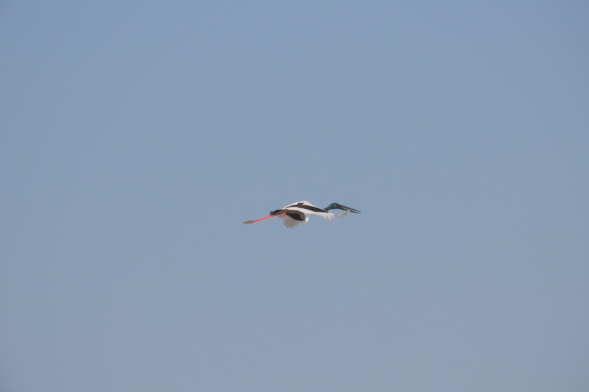 Black-necked Stork - ML646890351