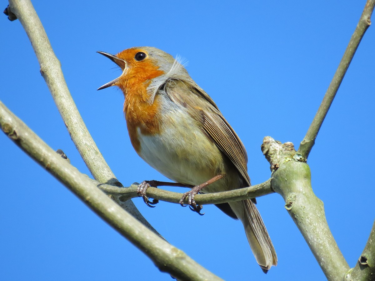 Rotkehlchen - ML646890355