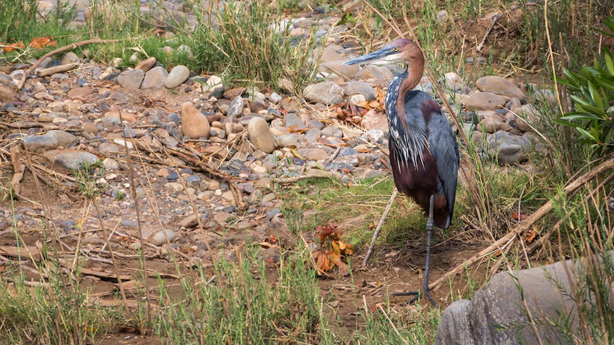 オニアオサギ - ML646890356