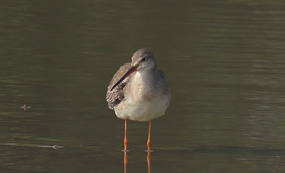 Spotted Redshank - ML646890357