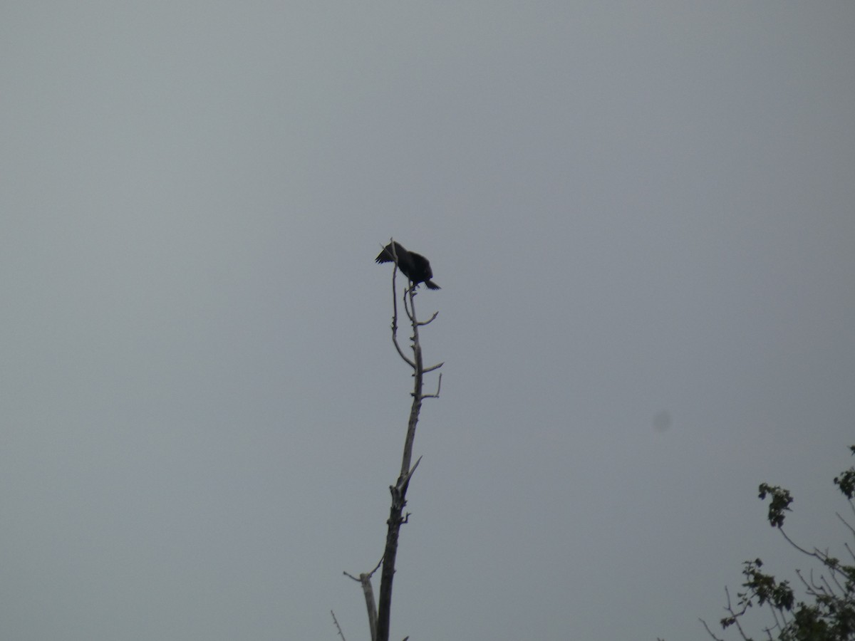 kormorán velký - ML646890358