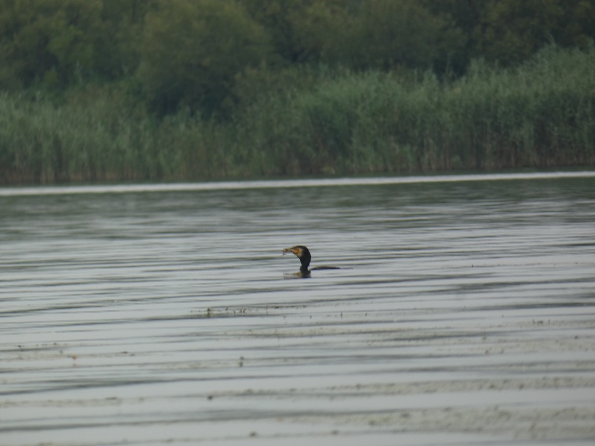 Great Cormorant - ML646890359