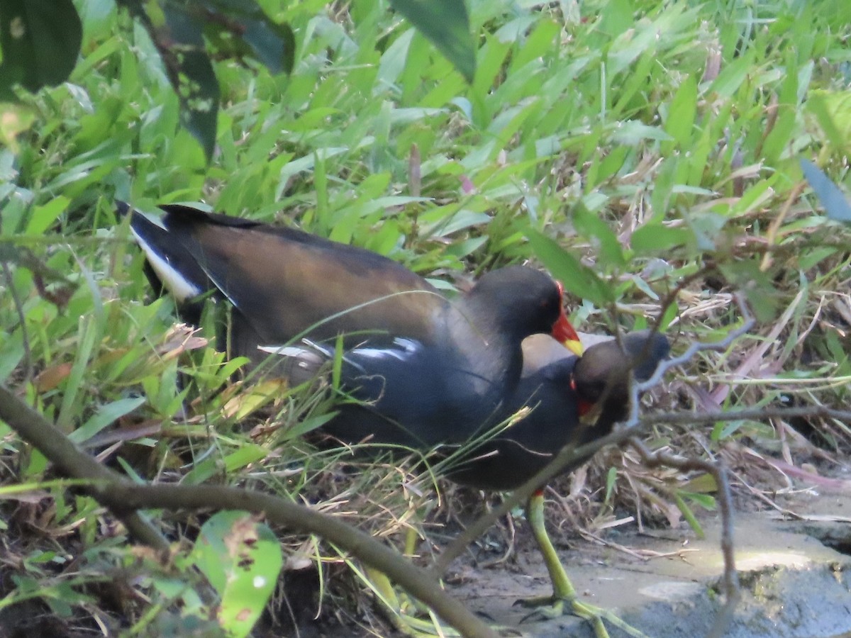 Eurasian Moorhen - ML646890361