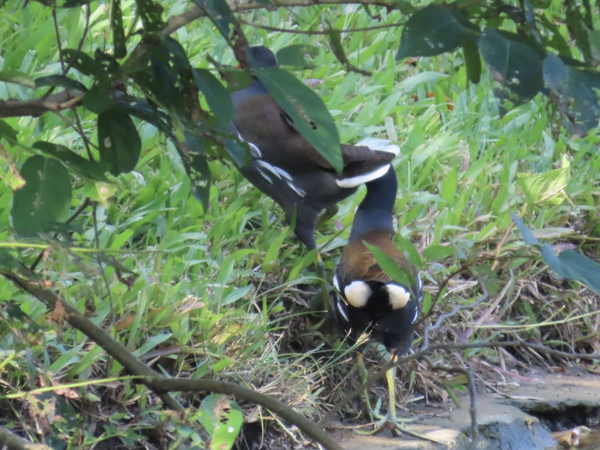 Eurasian Moorhen - ML646890362