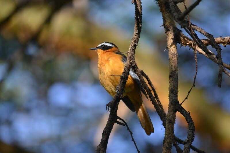 White-browed Robin-Chat - ML646890363