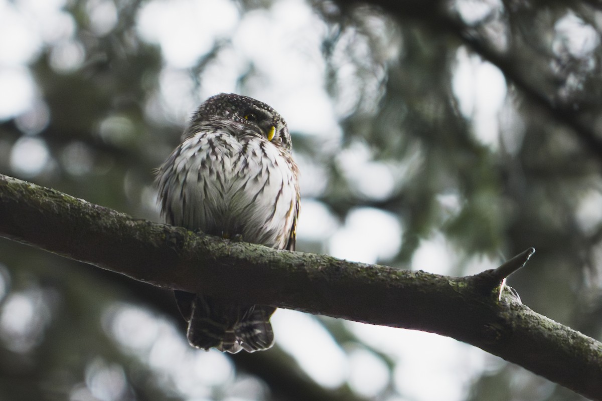 Eurasian Pygmy-Owl - ML646890364