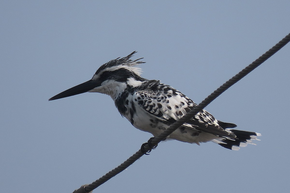 Pied Kingfisher - ML646890365