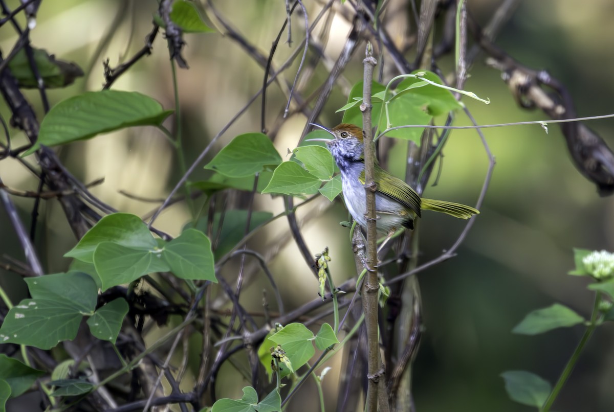 Dark-necked Tailorbird - ML646890367