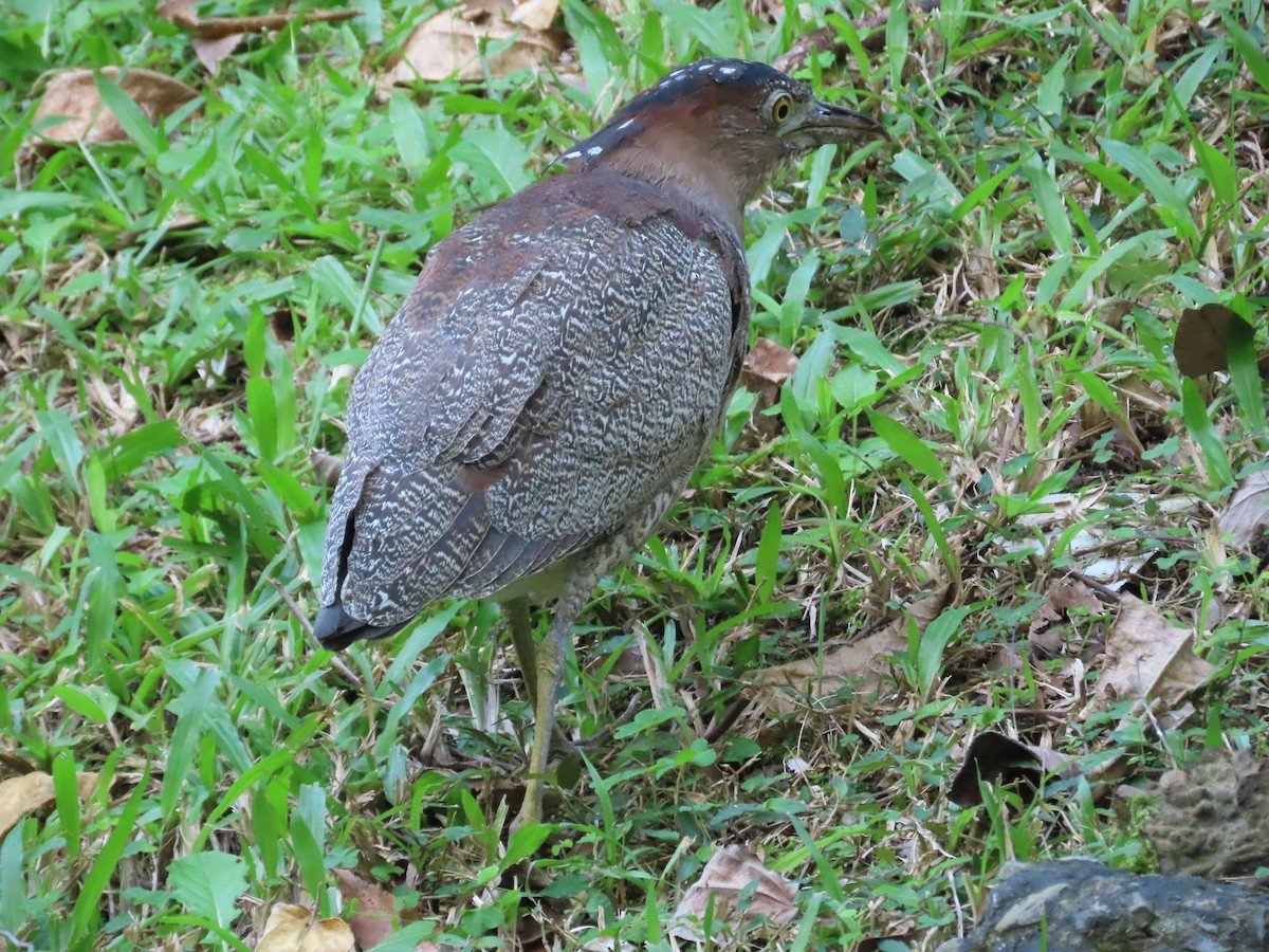 Malay Gece Balıkçılı - ML646890368