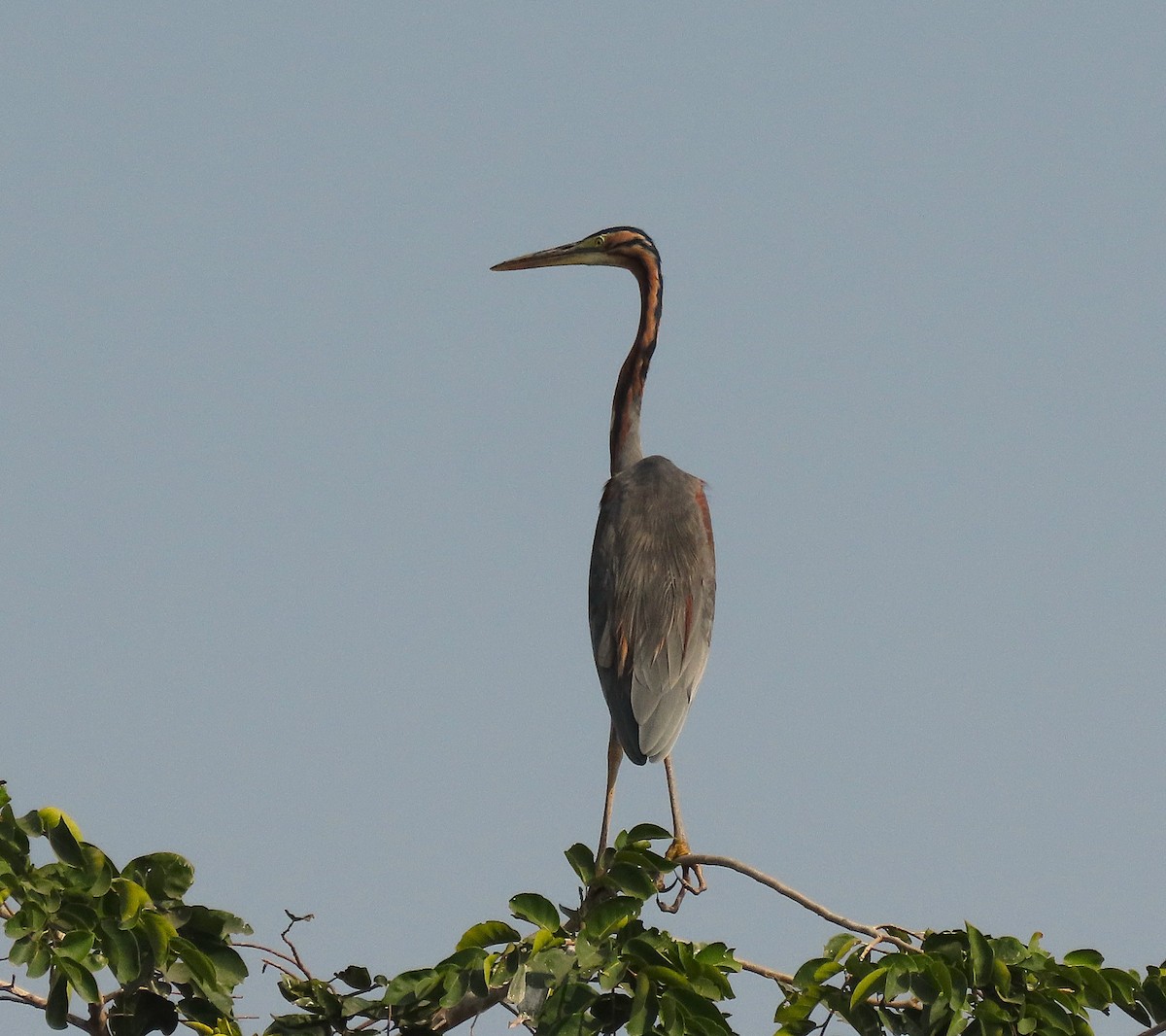 Purple Heron - ML646890369