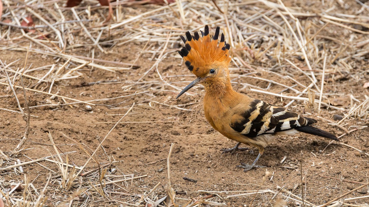 ヤツガシラ（africana） - ML646890371