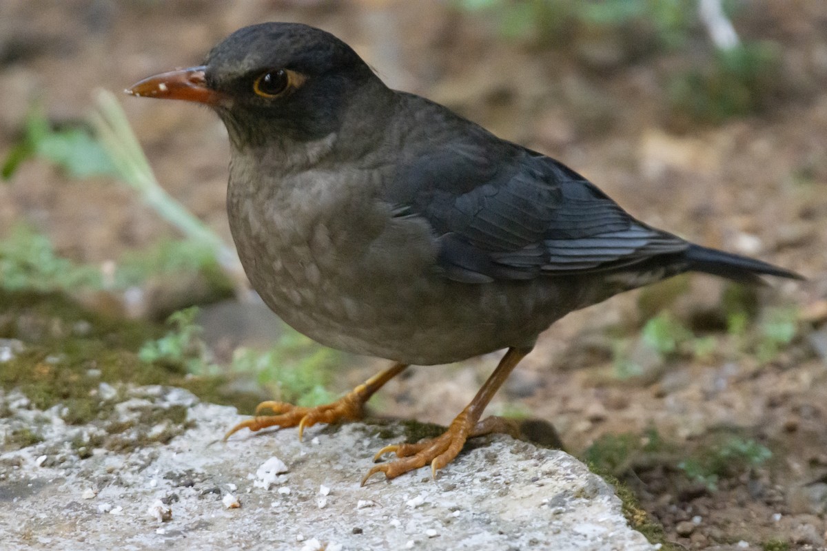 Indian Blackbird - ML646890373