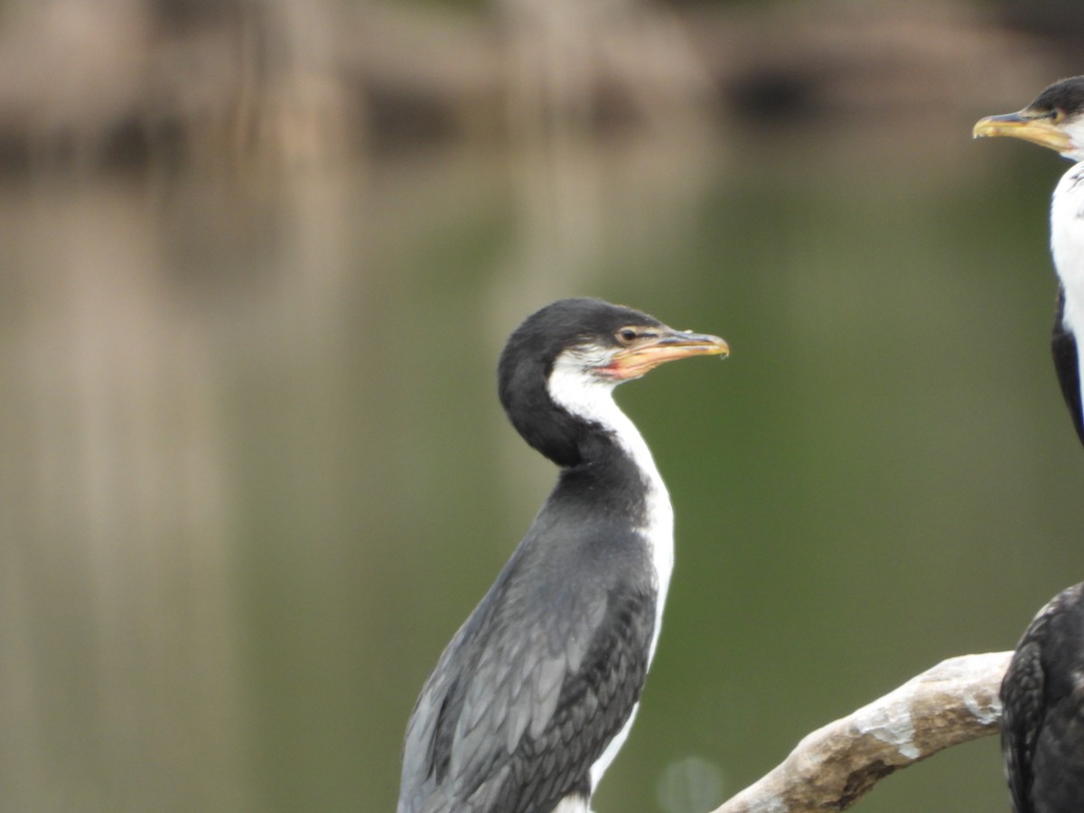 Little Pied Cormorant - ML646890375