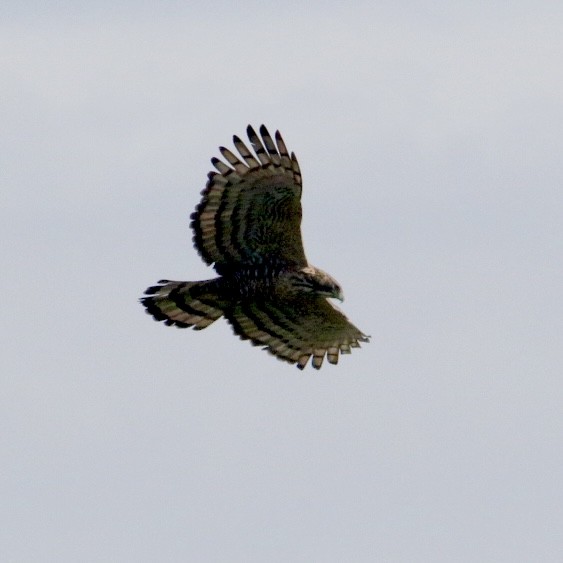 Berghaubenadler - ML646890378