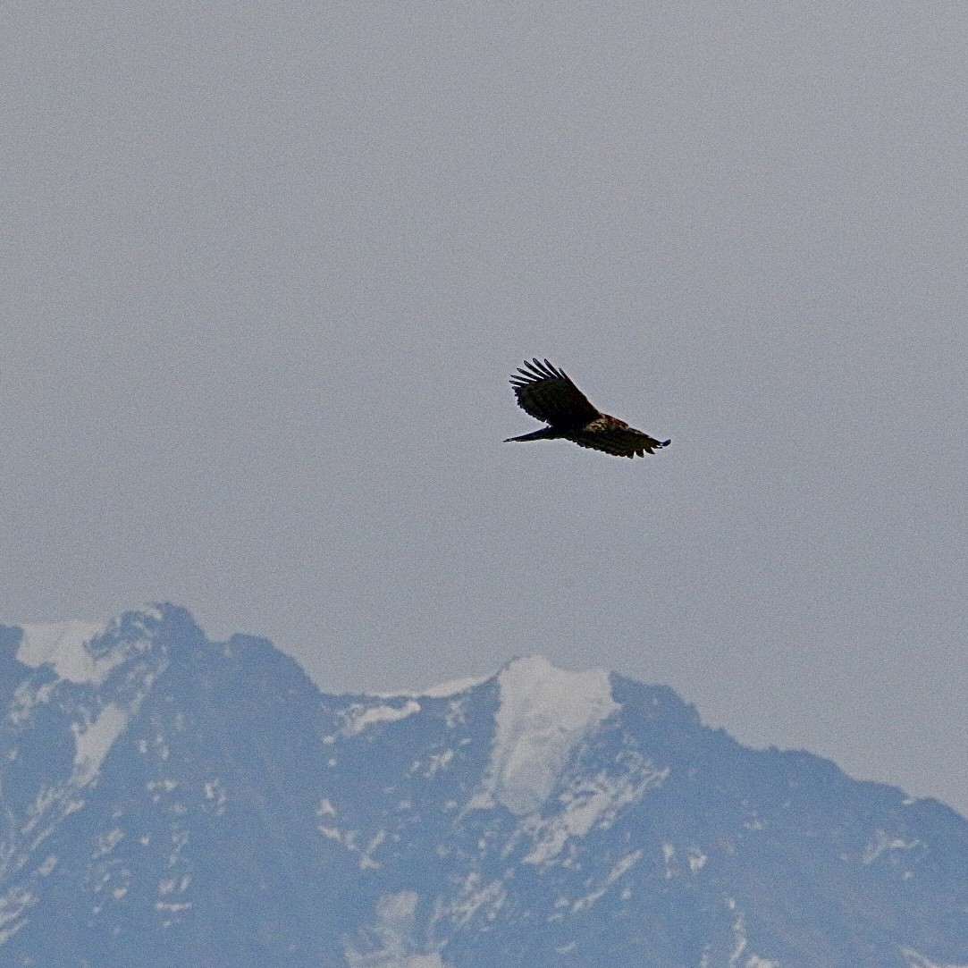 Mountain Hawk-Eagle - ML646890379