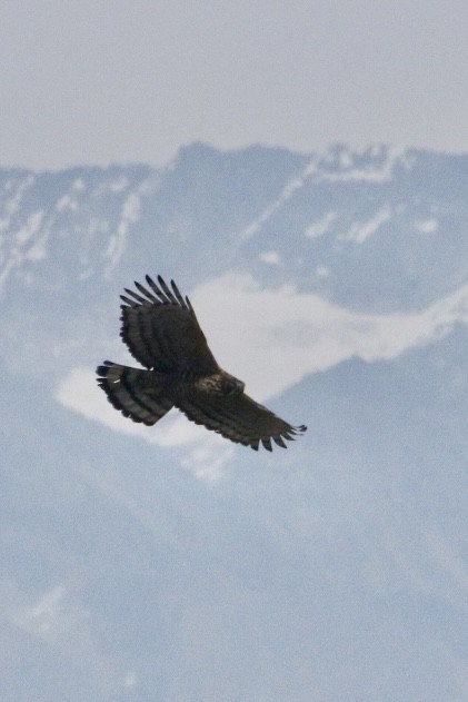 Berghaubenadler - ML646890380