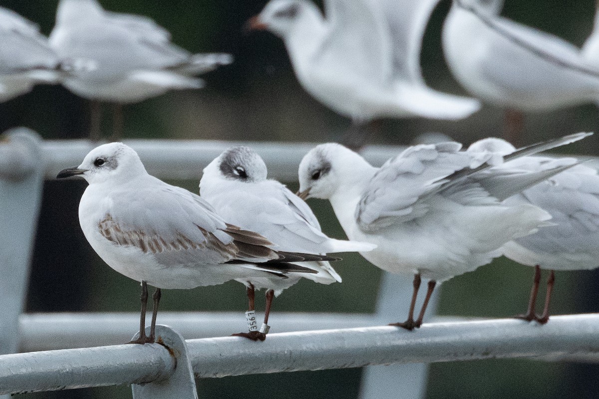 Mediterranean Gull - ML646890381
