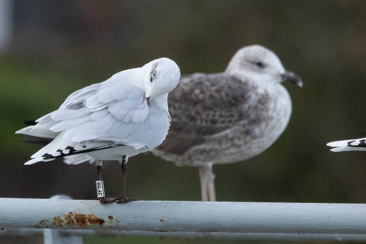 Mediterranean Gull - ML646890382