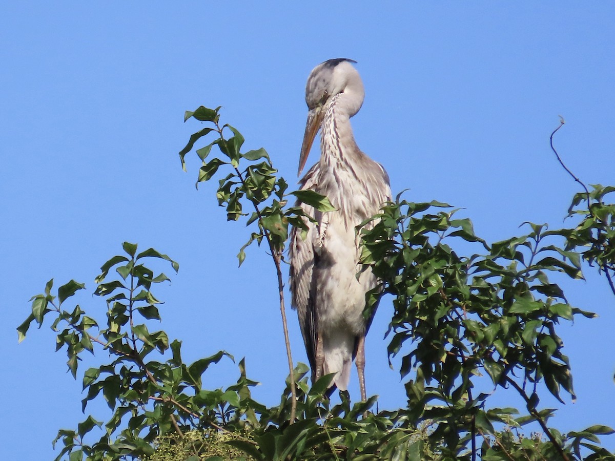Gray Heron - ML646890383