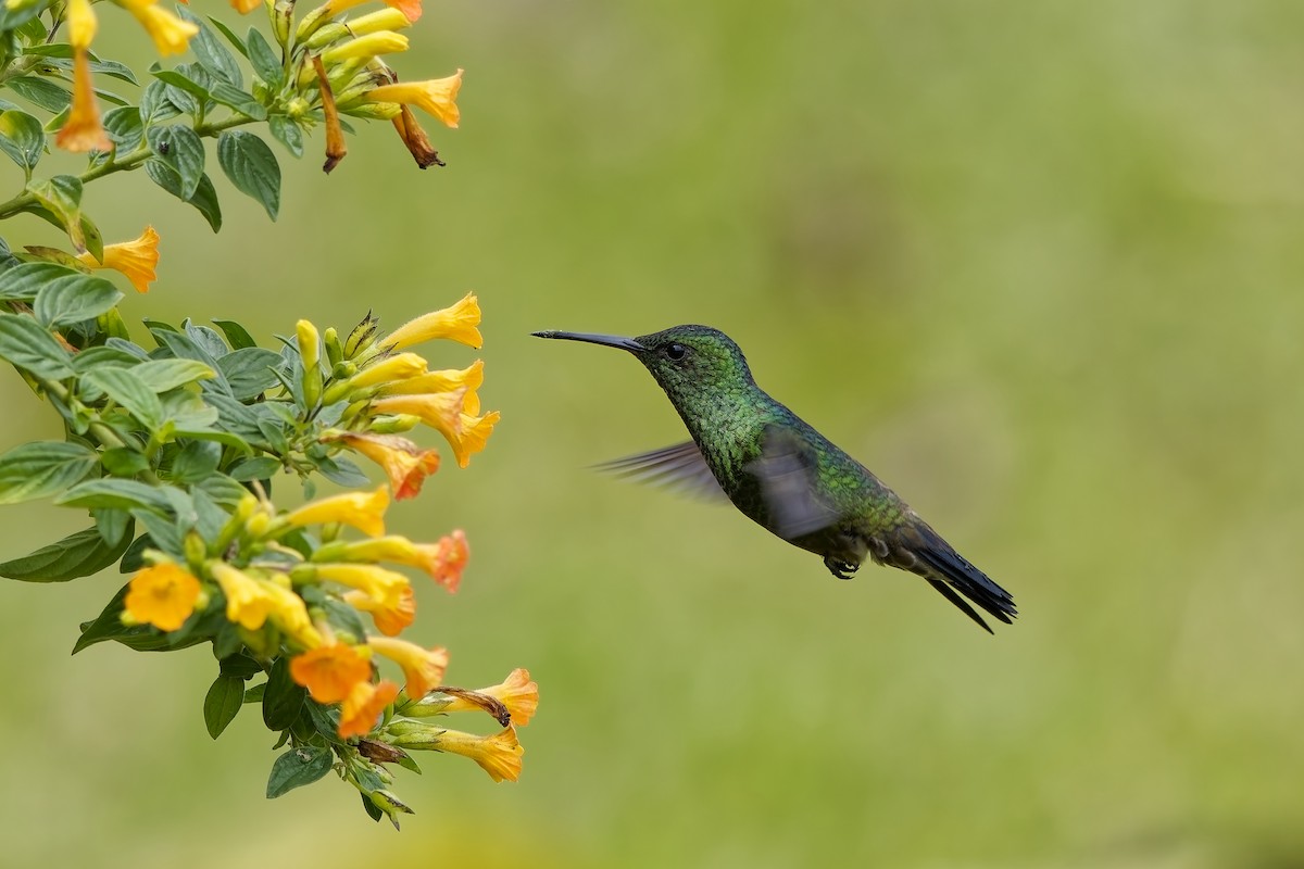 Western Emerald - ML646890384