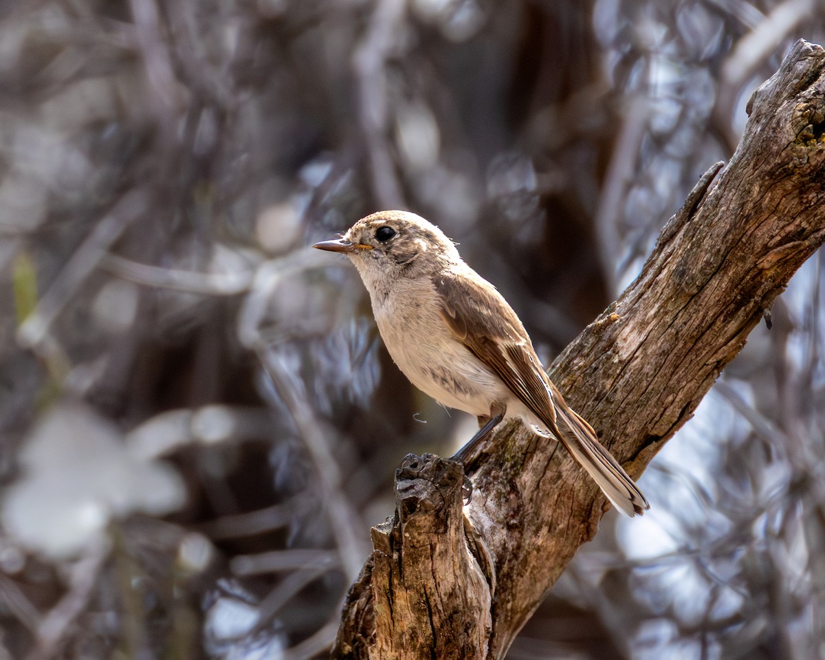 Red-capped Robin - ML646890385